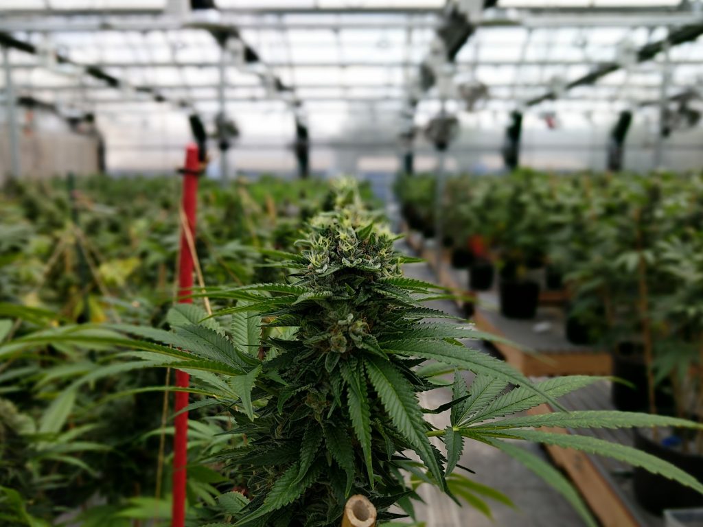 Medical Marijuana